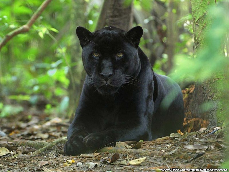 Blackpanther - 17.jpg